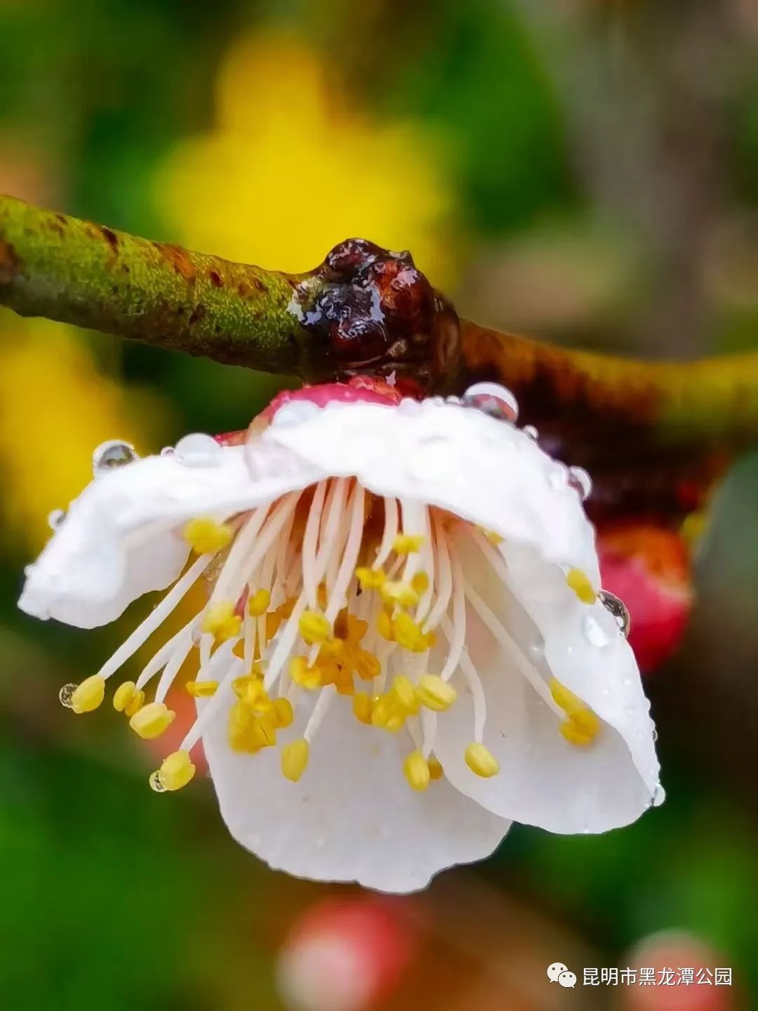 昆明市黑龙潭公园