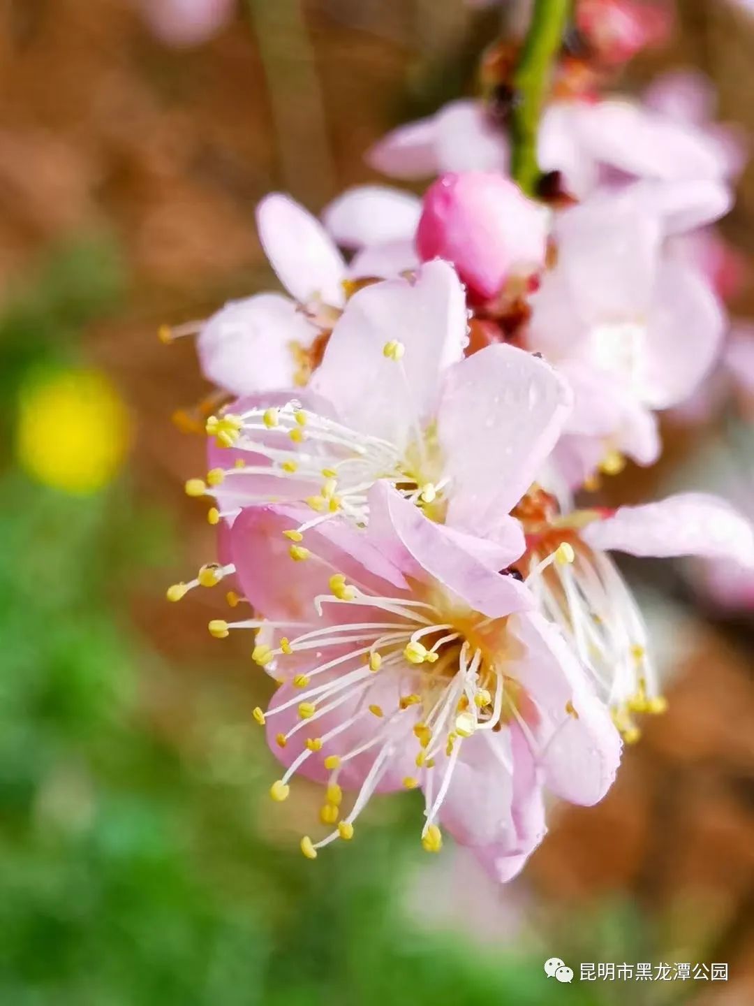 昆明市黑龙潭公园