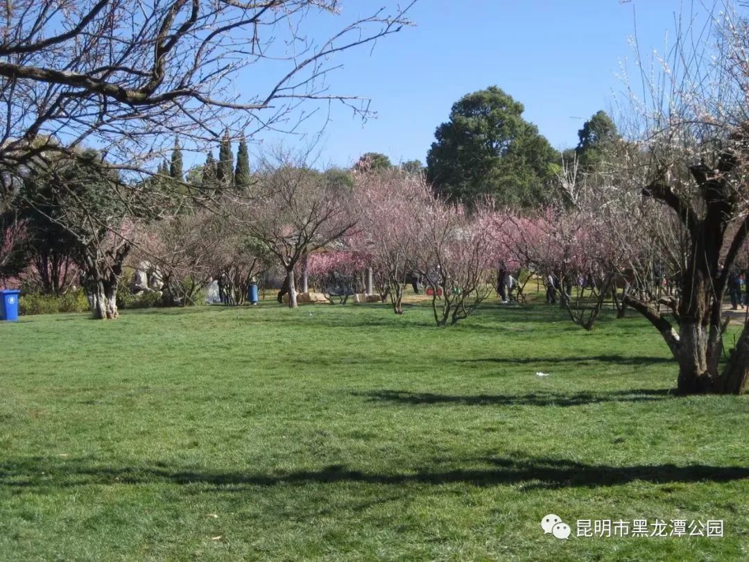 昆明市黑龙潭公园