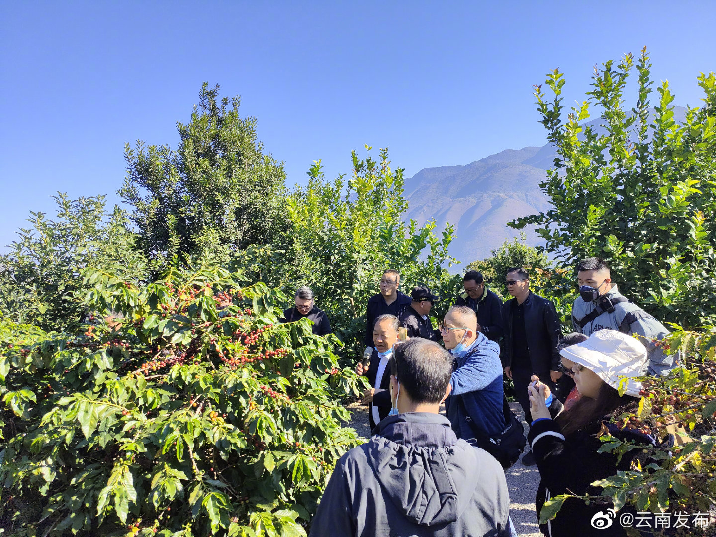 小粒咖啡架起云台两地产业合作桥梁