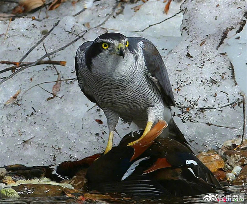 呈贡发布
