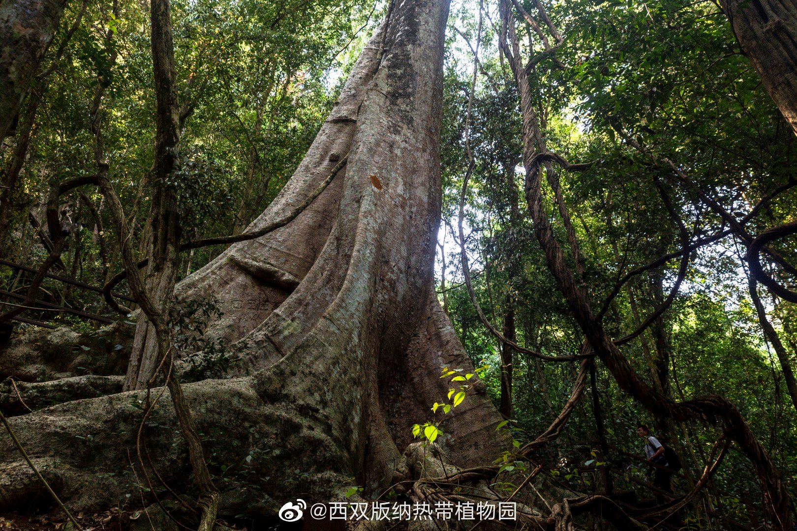 西双版纳热带植物园微博