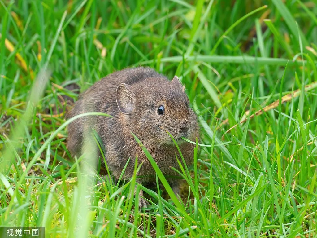 美丽云南微科普