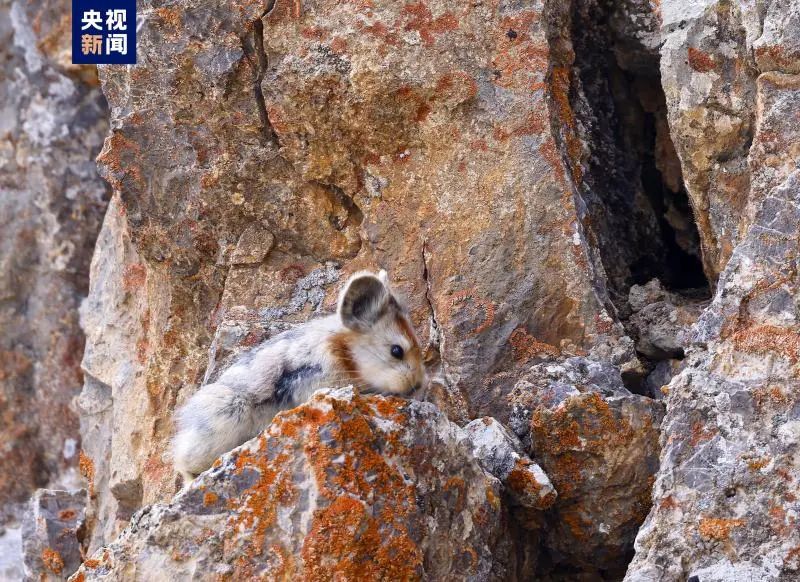 美丽云南微科普