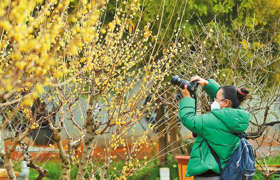 昆明：赏梅景 品梅韵 寻梅趣
