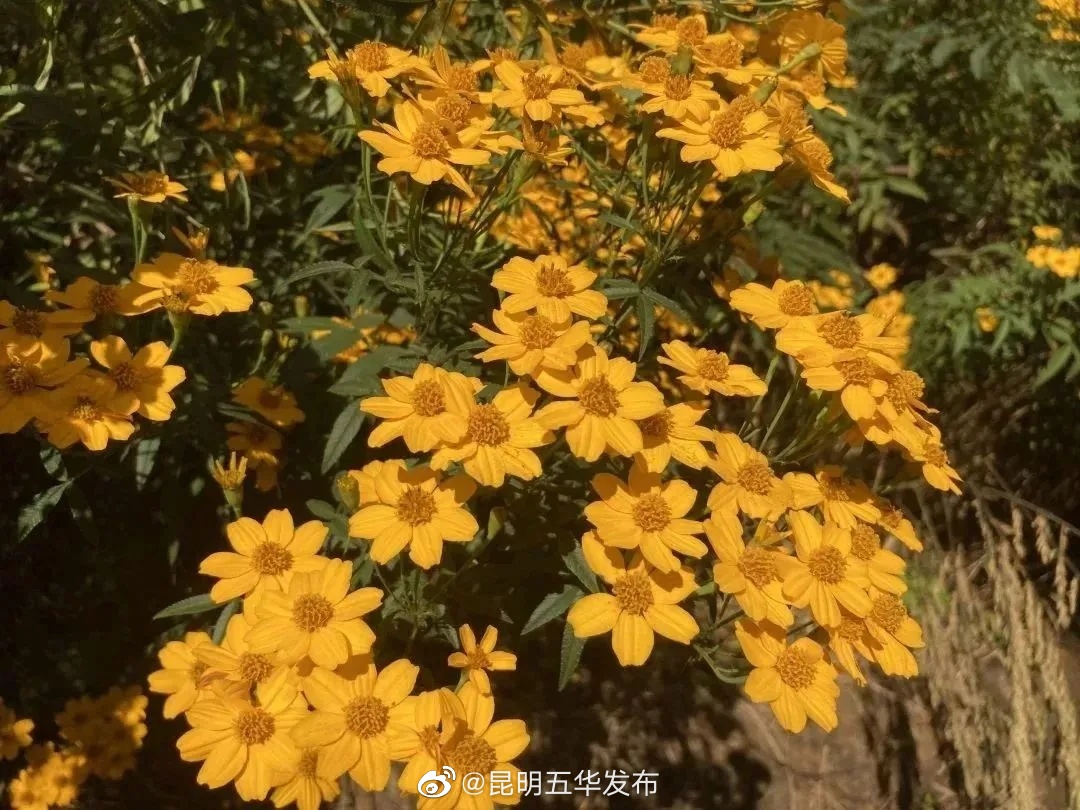 昆明五华发布