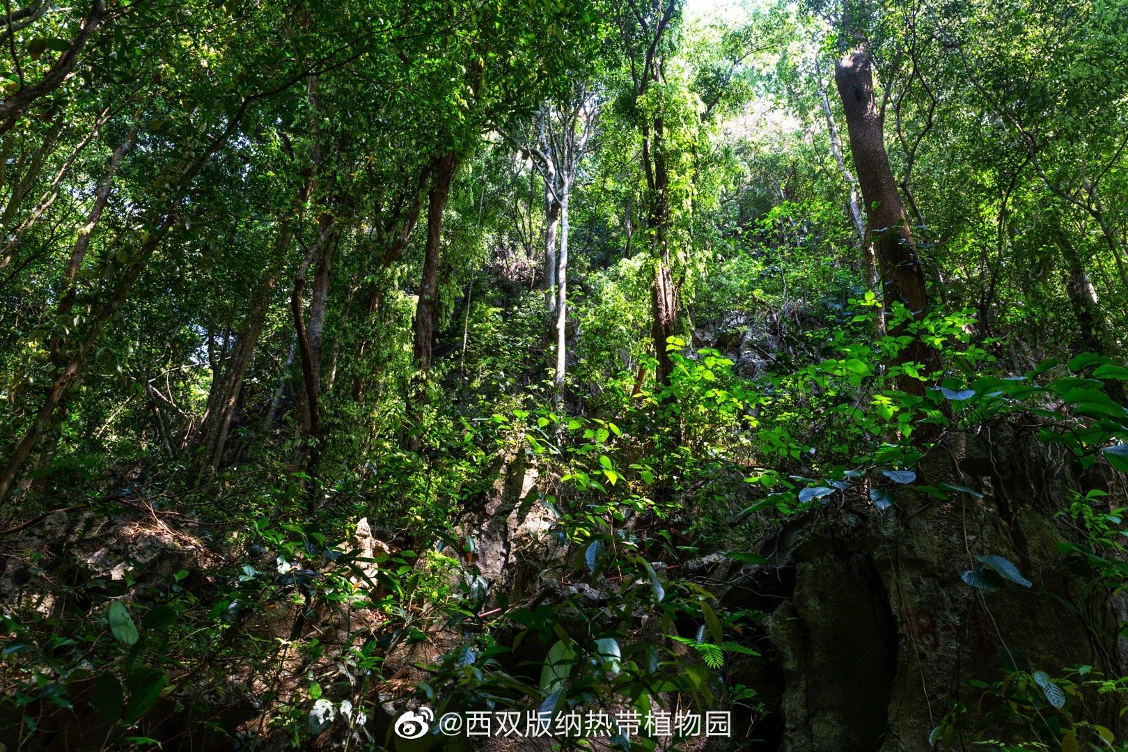 西双版纳热带植物园微博
