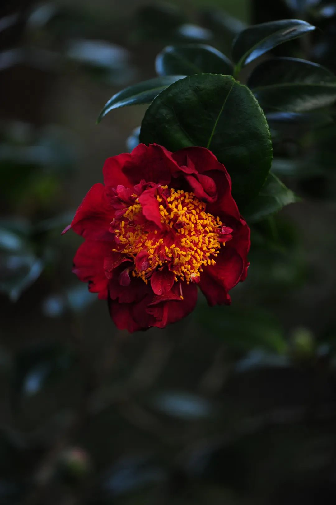 昆明市金殿名胜区