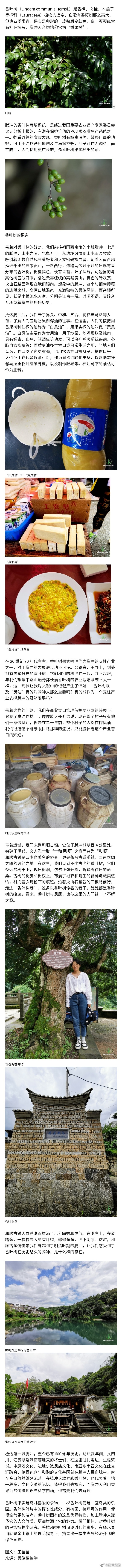 高黎贡山以西，那些繁盛于腾冲的香叶树们