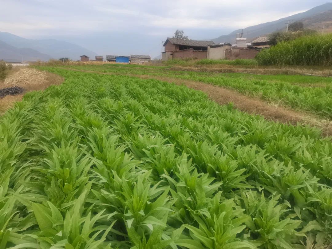 丽江日报