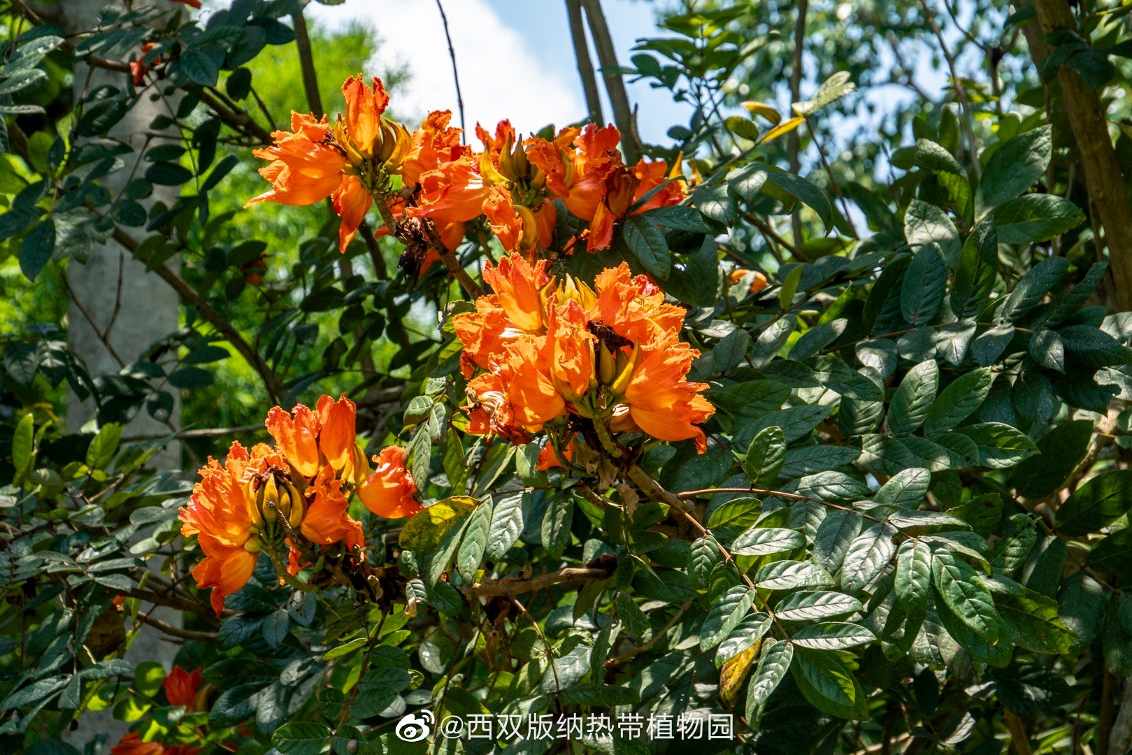 西双版纳热带植物园微博