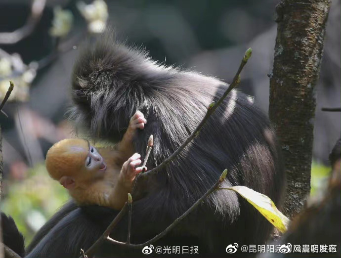 嵩明发布