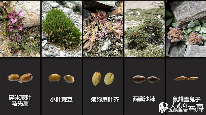 6212米！全球海拔最高的库存种子萌发