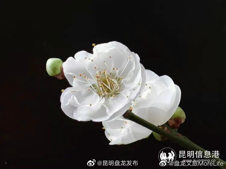 昆明盘龙发布
