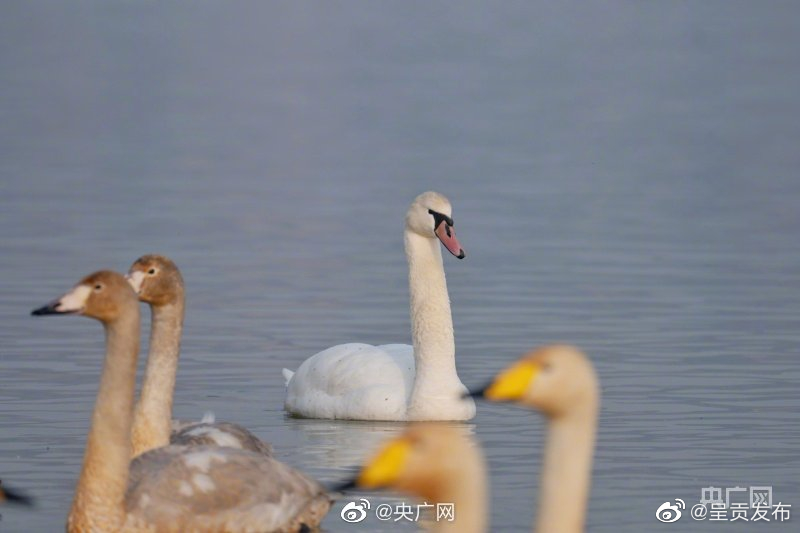 呈贡发布