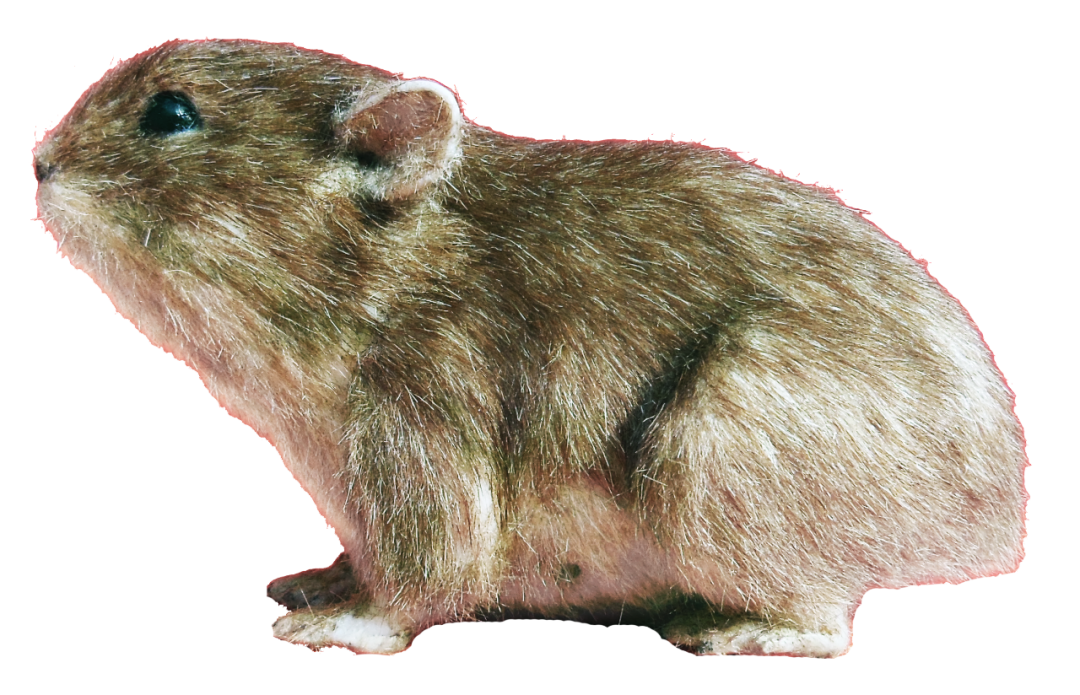 美丽云南微科普