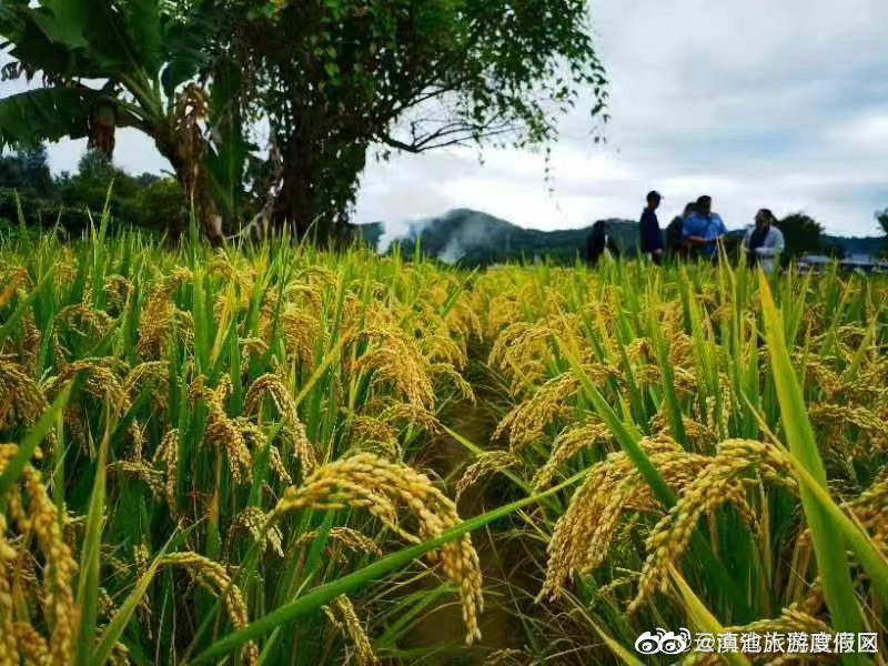 “云两优502”成我省首个国审两系杂交粳稻品种