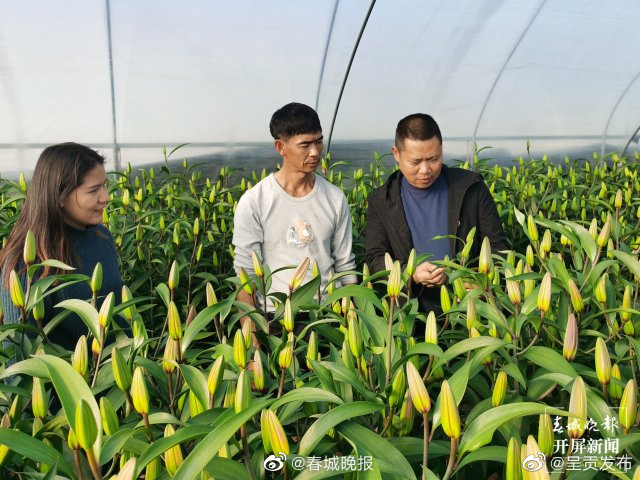 城乡共融共享 筑梦共同富裕 | “产值过亿”这朵百合富了群众香了村庄