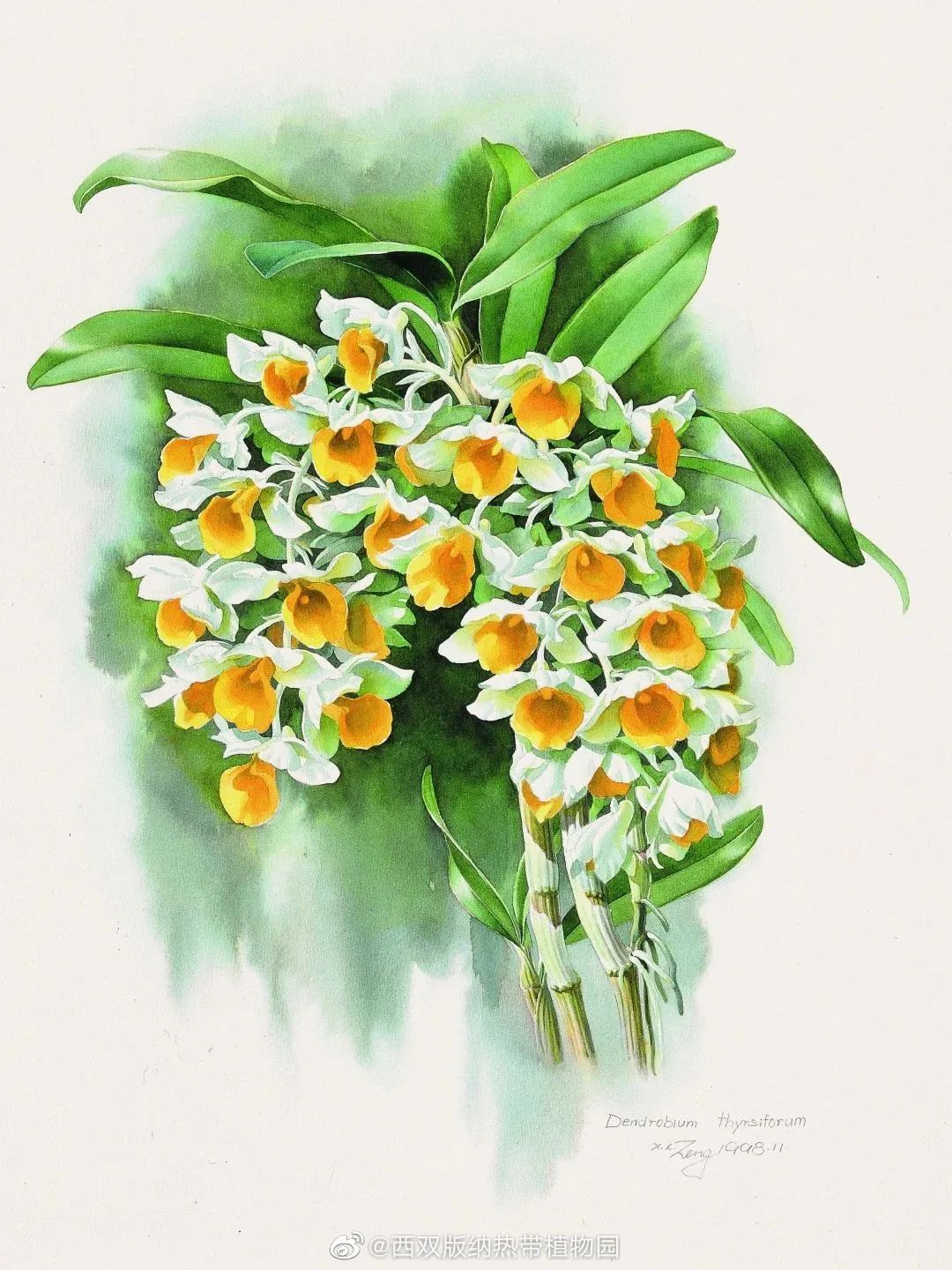 西双版纳热带植物园微博