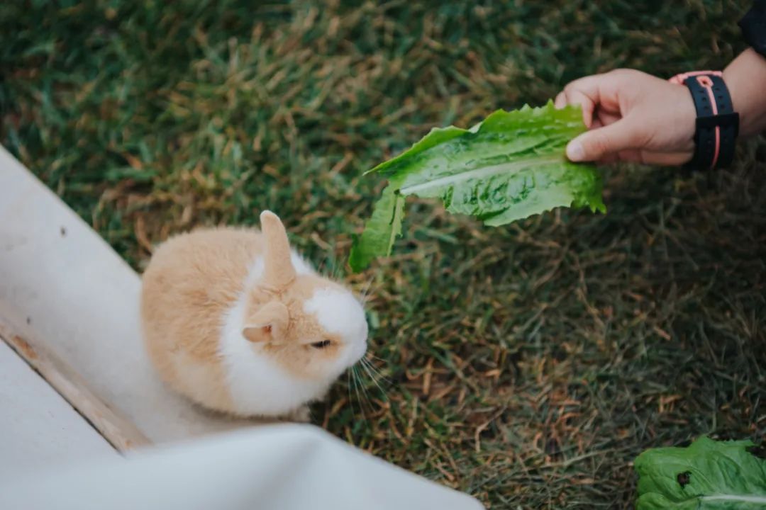 掌上春城