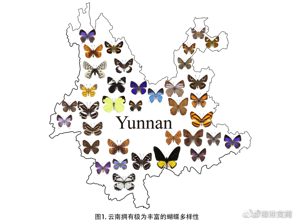 腾冲文旅微博