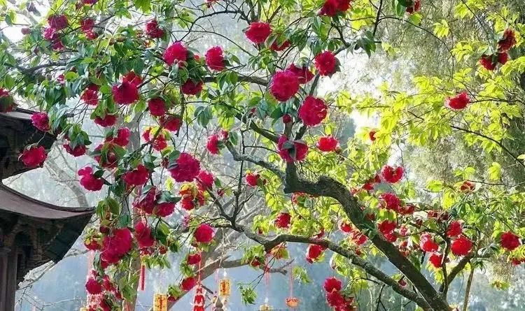 昆明市金殿名胜区