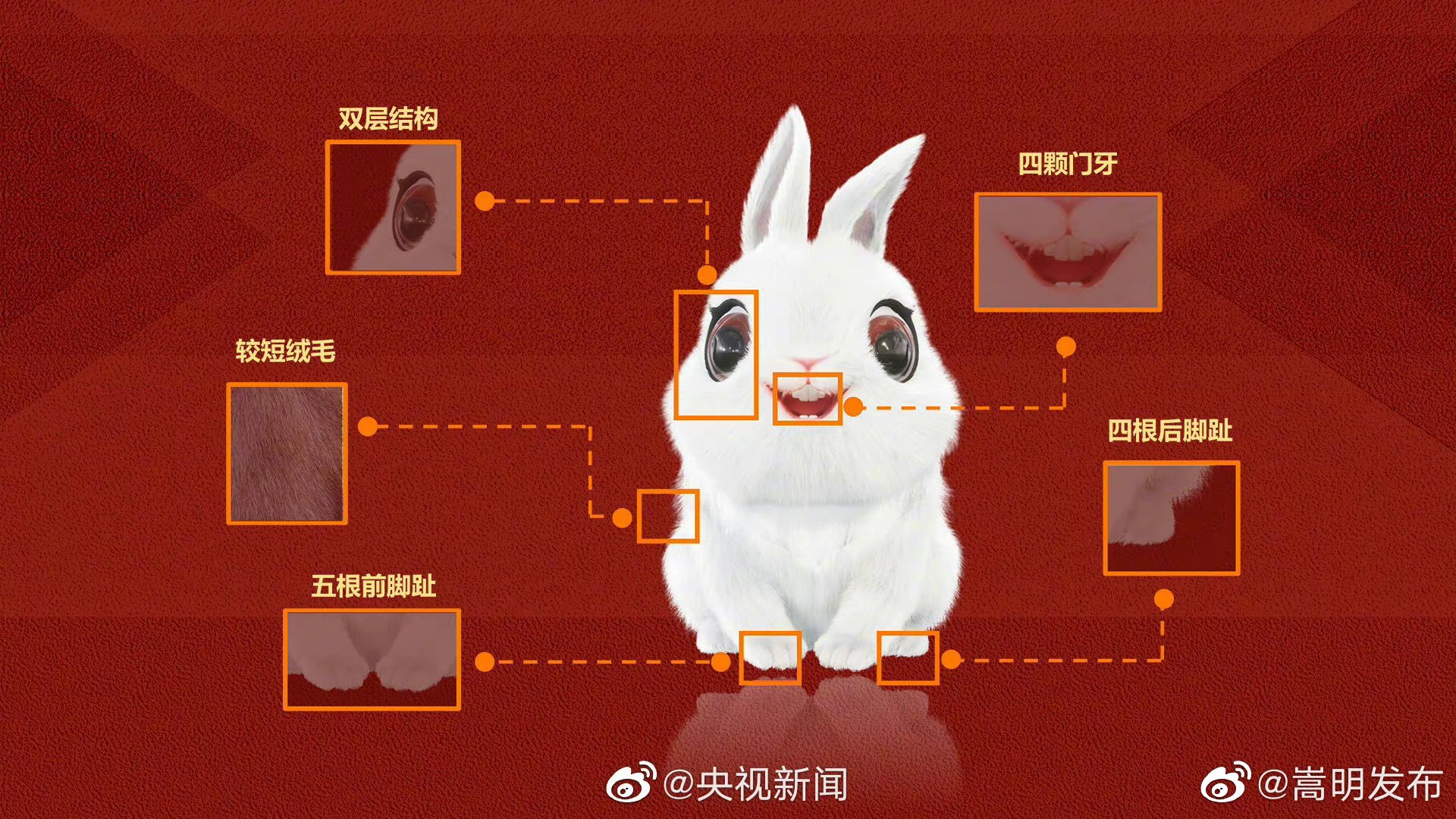 转存小知识！春晚吉祥物一处设计来源最早兔形动物