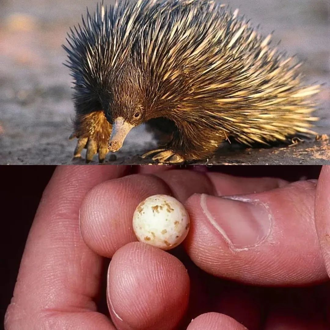 鸭嘴兽会产蛋的动物有很多,比如哺乳纲的鸭嘴兽,针鼹,爬行纲的蛇,龟
