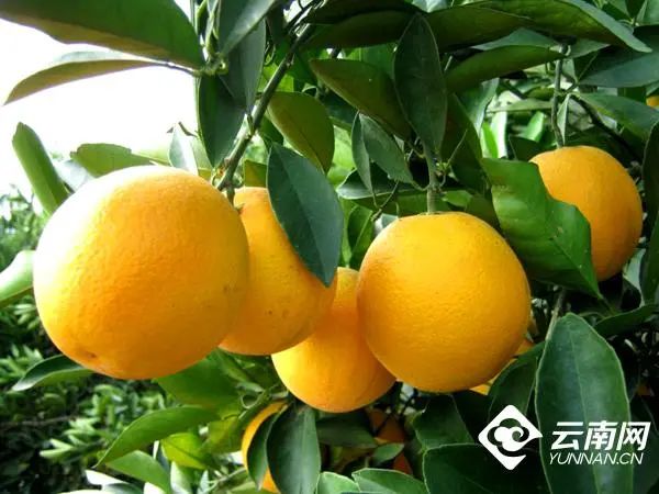 昆明市农业农村局