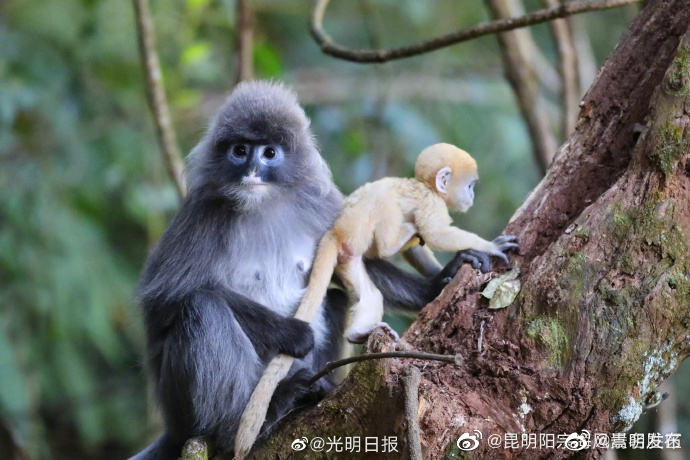 嵩明发布