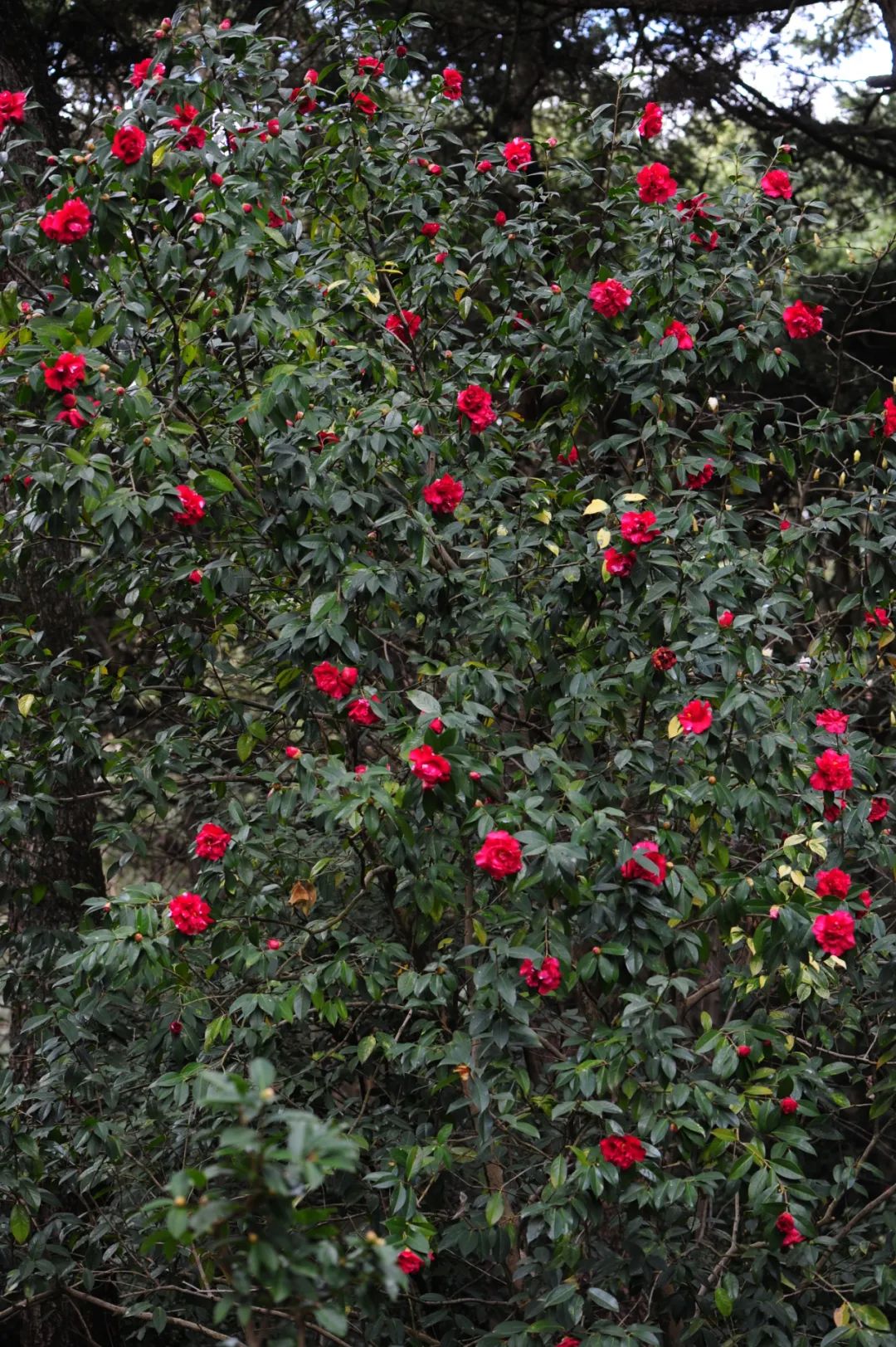 昆明市金殿名胜区