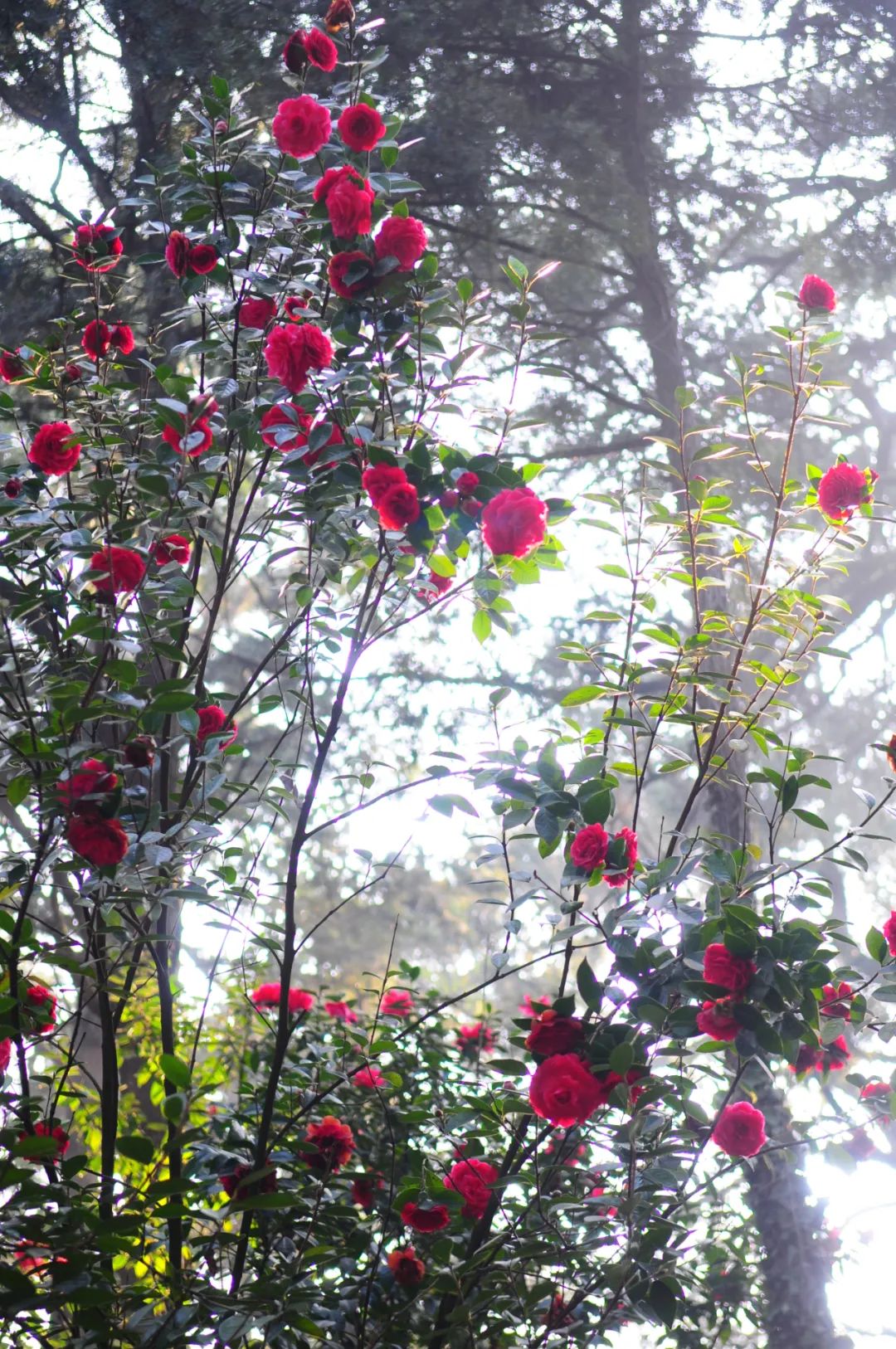 昆明市金殿名胜区