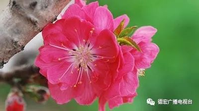德宏广播电视台