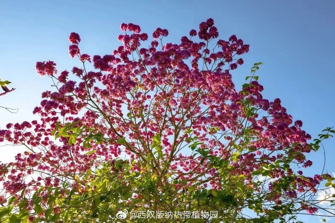 西双版纳热带植物园微博