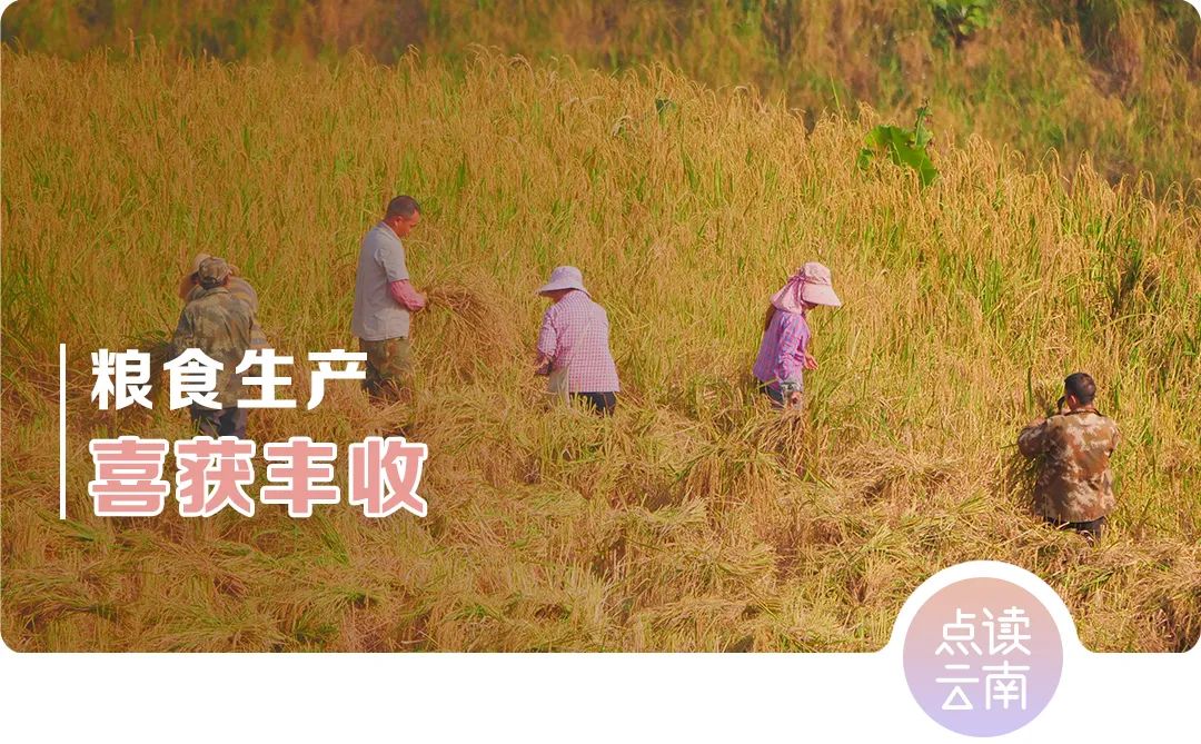 云南省人民政府网