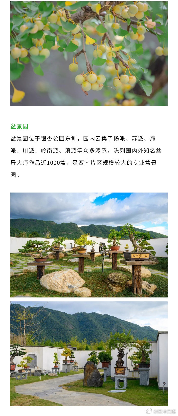 腾冲文旅微博