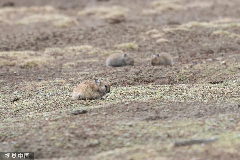 美丽云南微科普