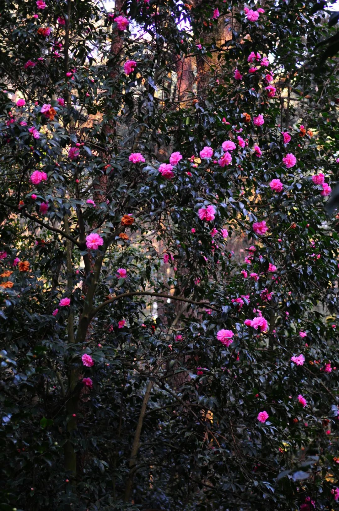 昆明市金殿名胜区