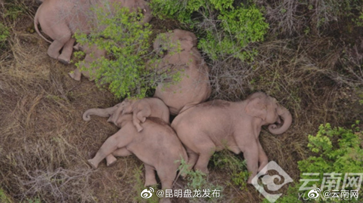 飞“象”世界，在冬日暖阳里遇见最美“大象旅行团”
