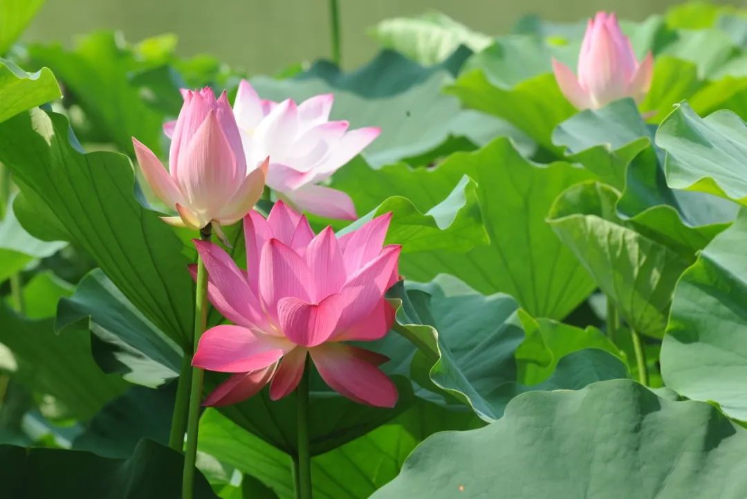 一部手机游云南