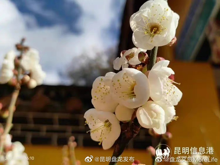 昆明盘龙发布