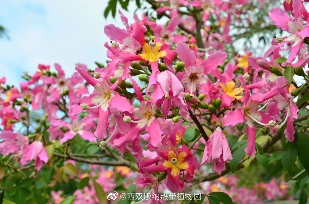 西双版纳热带植物园微博
