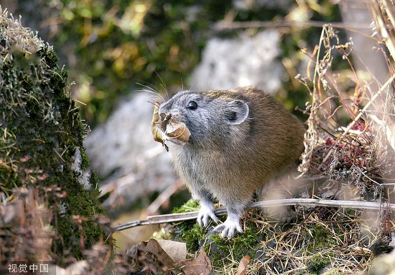美丽云南微科普