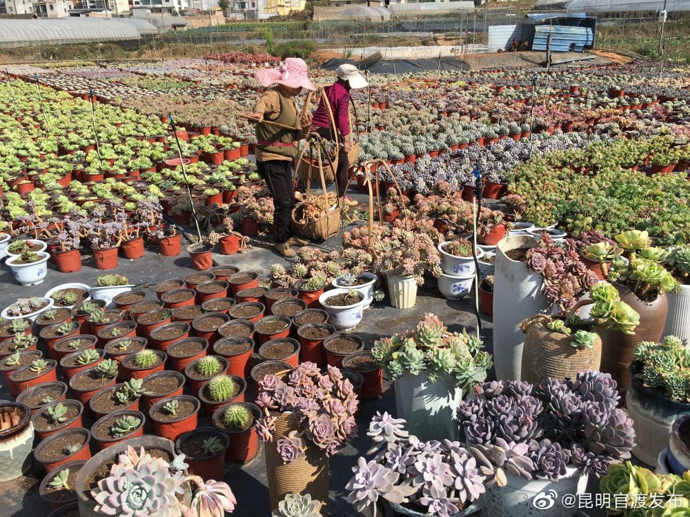 “昆明官渡发布”微博