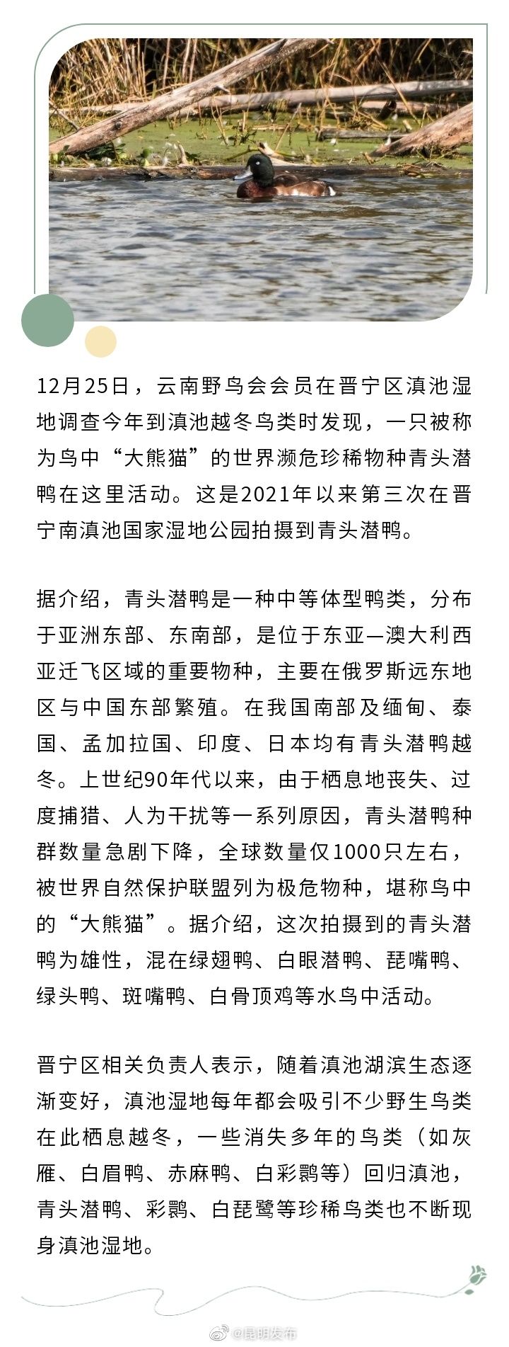 鸟中“大熊猫”青头潜鸭再现滇池湿地
