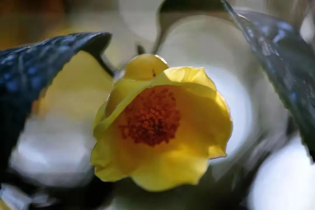 昆明市金殿名胜区