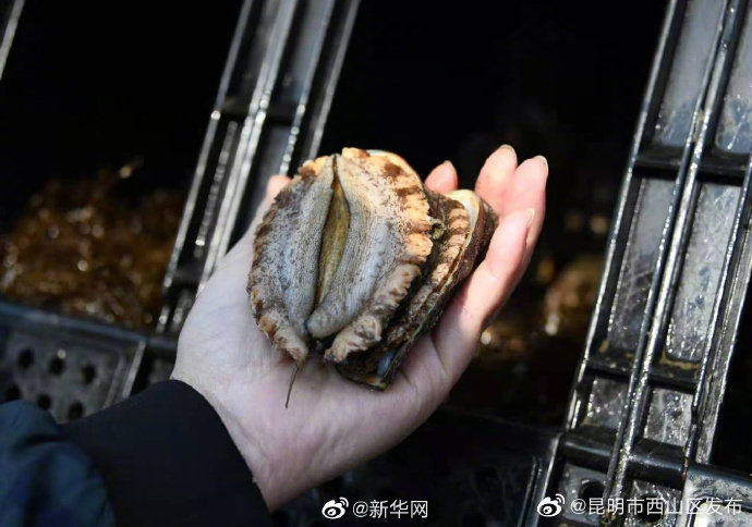 鲍鱼等海洋物种被列入濒危物种红色名录