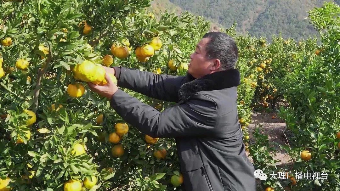 大理电视台