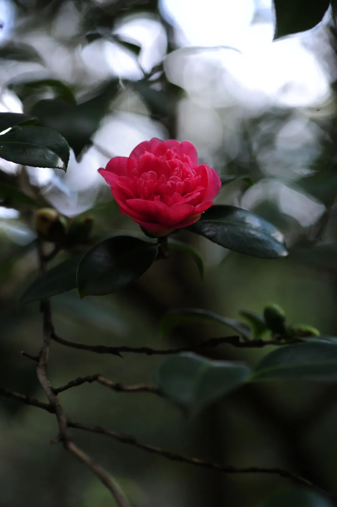 昆明市金殿名胜区