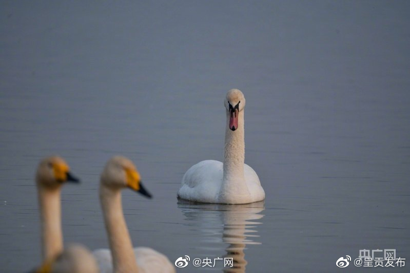 呈贡发布